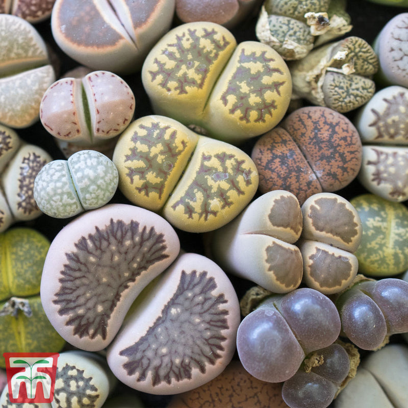 Living Stone Plant