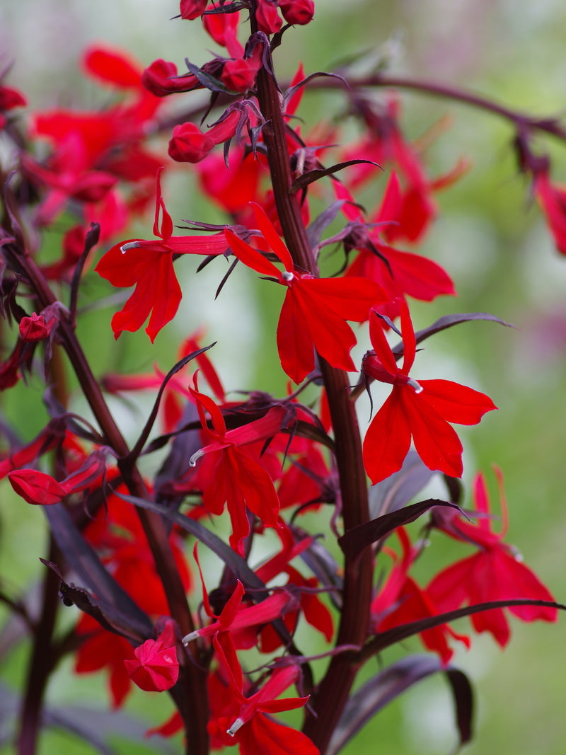 Lobelia cardinalis 'Queen Victoria' 2 Litre