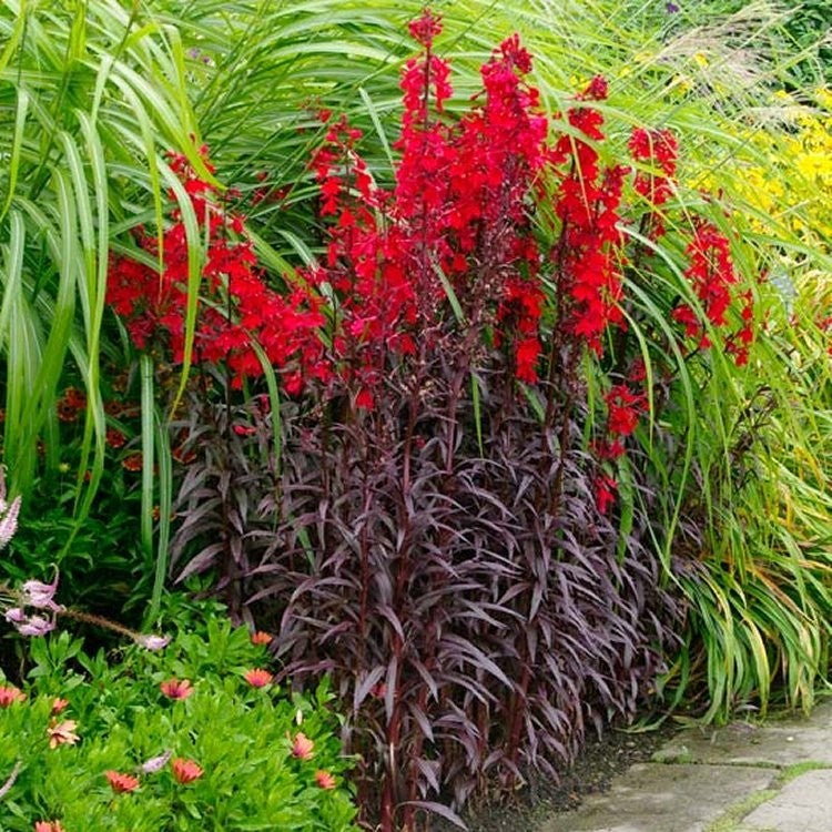 Lobelia cardinalis 'Queen Victoria' 2 Litre