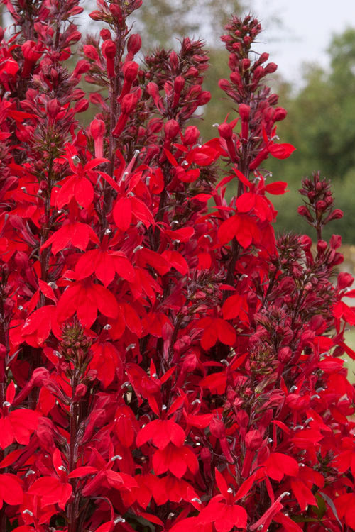 Perennial Lobelia 'Starship Scarlet' – Lobelia × speciosa 'Starship Scarlet'
