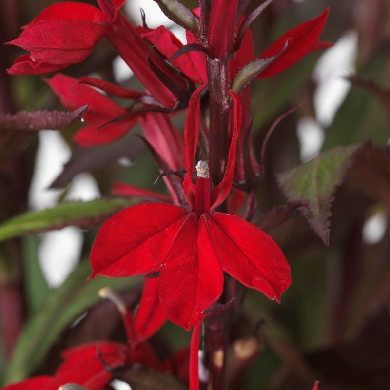 Perennial Lobelia 'Starship Scarlet' – Lobelia × speciosa 'Starship Scarlet'
