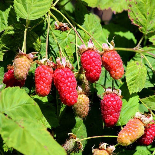 Ripe deep red loganberries on the plant