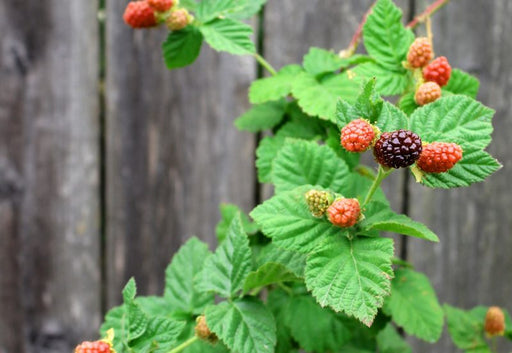 Loganberry canes carrying ripening fruit