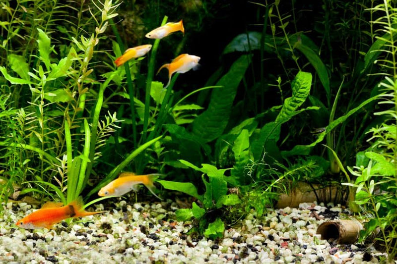 Betta Choice Silk Green Myriophyllum (30cm)