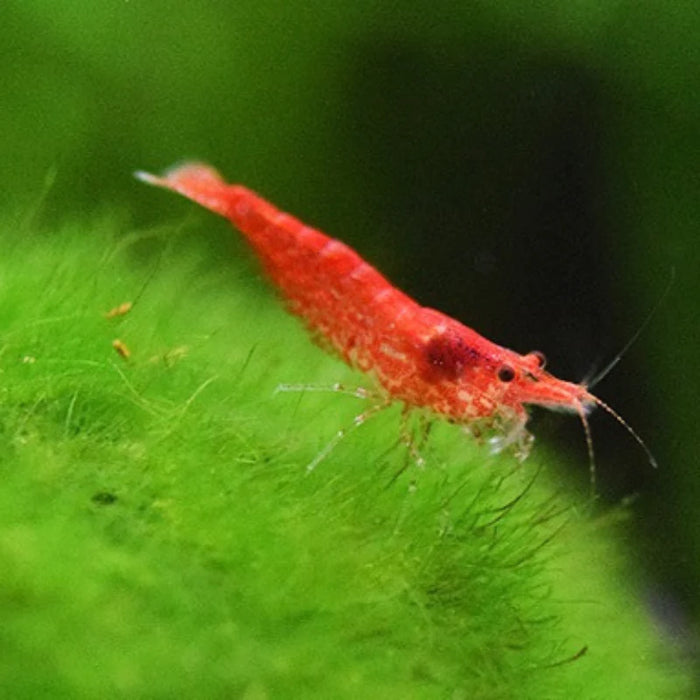 Cherry Shrimp (M)