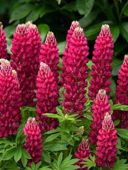Lupin Gallery Red 9cm