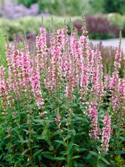 Rose-pink Lythrum salicaria flower spikes representative of the compact rose form