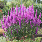 Rose-pink Lythrum salicaria flower spikes representative of 'Fairytales Rose'