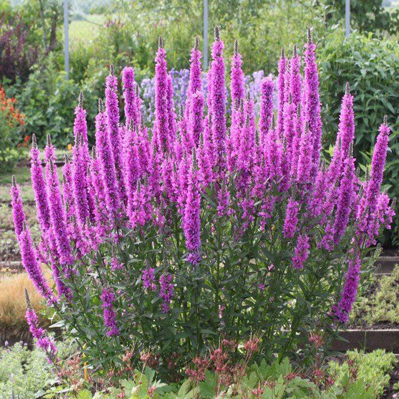 Rose-pink Lythrum salicaria flower spikes representative of 'Fairytales Rose'