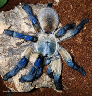 Socotra Island Blue Baboon Tarantula - Monocentropus balfouri