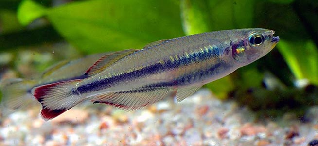Madagascar Rainbowfish 1.5"