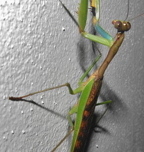 Giant Vietnam Mantis | Phasmomantella sp “Vietnam”