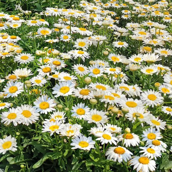 Leucanthemum 'Madonna' 2 Litre