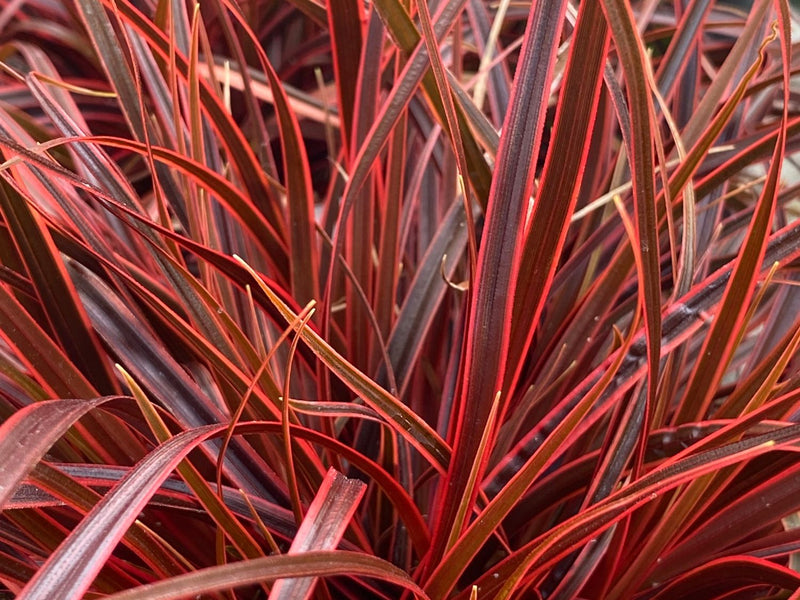 Uncinia rubra 'Everflame' | Red Hook Sedge 2 Litre