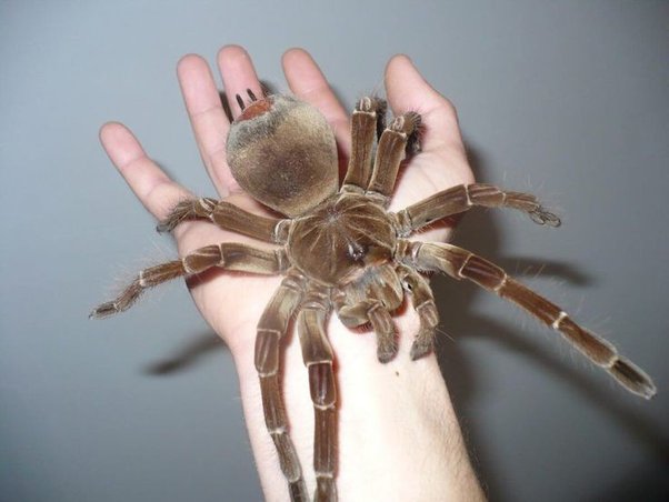 Goliath Birdeater Tarantula Medium | Theraphosa blondi
