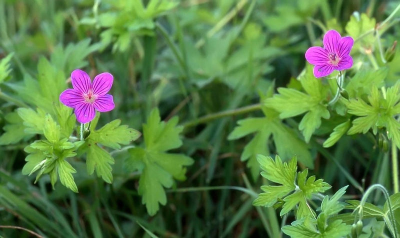 Geranium palustre | Marsh Cranesbill P9