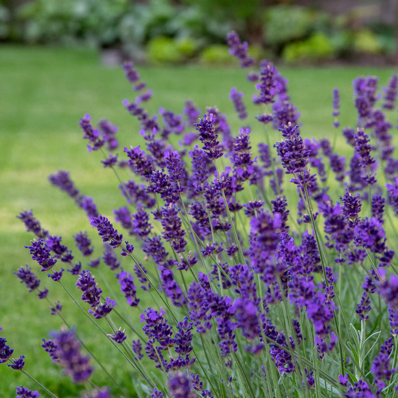 Lavander | Lavandula angustifolia 'Hidcote' 2 Litre