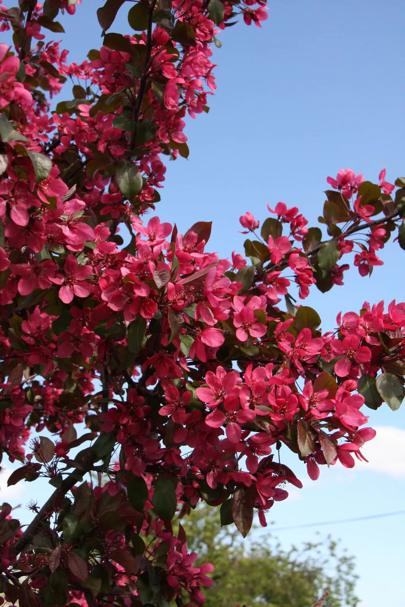 Malus toringo 'Scarlett' (10 Litre)