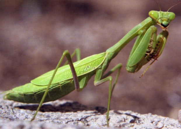 Phasmomantella Praying Mantis - Phasmomantella sp.