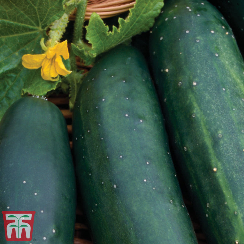 Cucumber 'Marketmore'