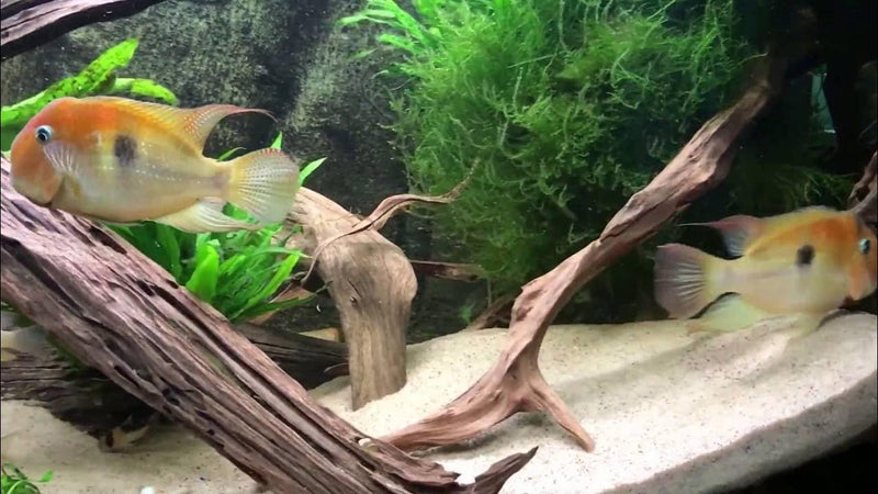 Blue Guianacara | Guianacara Owroewefi (M)