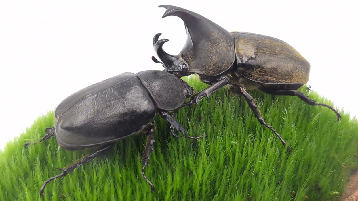 Rhinoceros Beetle | Xylotrupes pubescens
