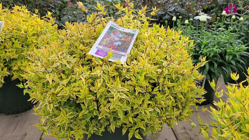 Glossy Abelia | Abelia × grandiflora 'Kaleidoscope' (2 Litre)