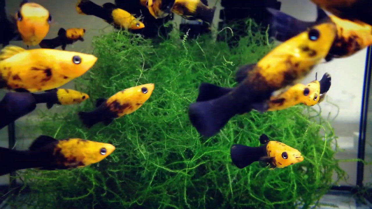 Buy Tropical Fish Online Ireland Buy Freshwater Fish Online Buy