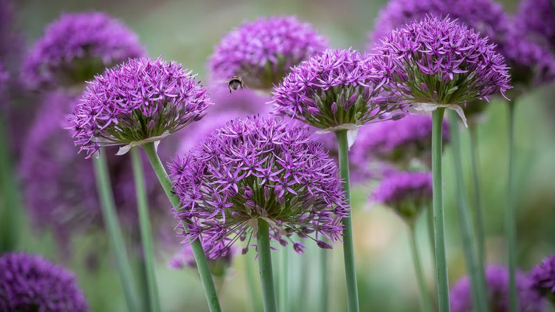 Allium 'Violet Beauty' (6 Pack)