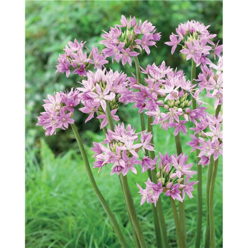 Allium 'Eros' (8 Pack)