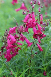 Penstemon 'Garnet'