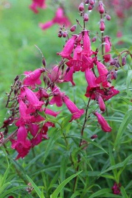 Penstemon 'Garnet'