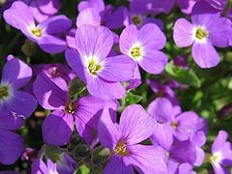 Aubrieta 'Glacier Blue' (9cm)