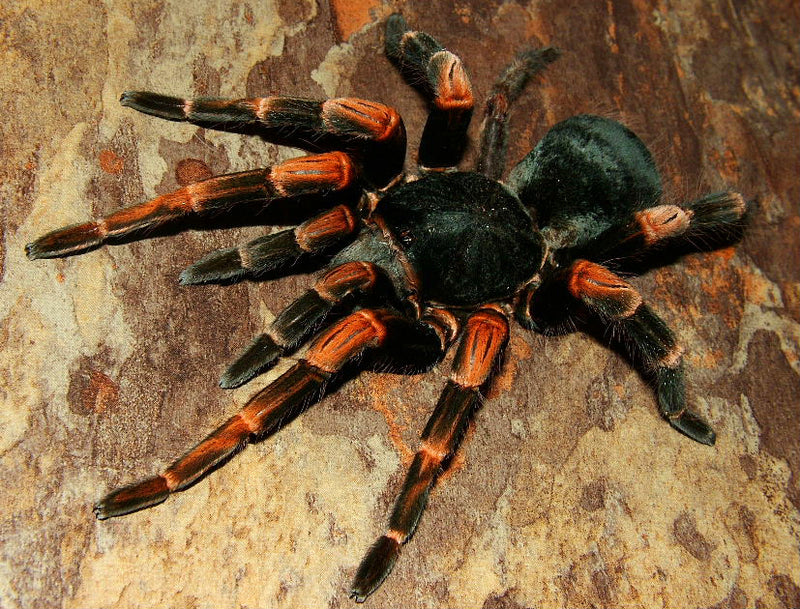 Costa Rican Red Leg Tarantula | Megaphobema mesomelas (S)