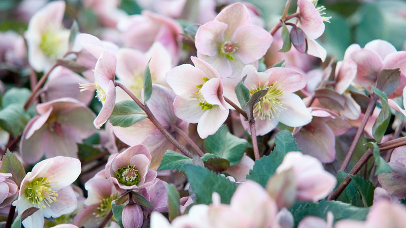 Helleborus 'Angel Glow' | Lenten Rose 2L