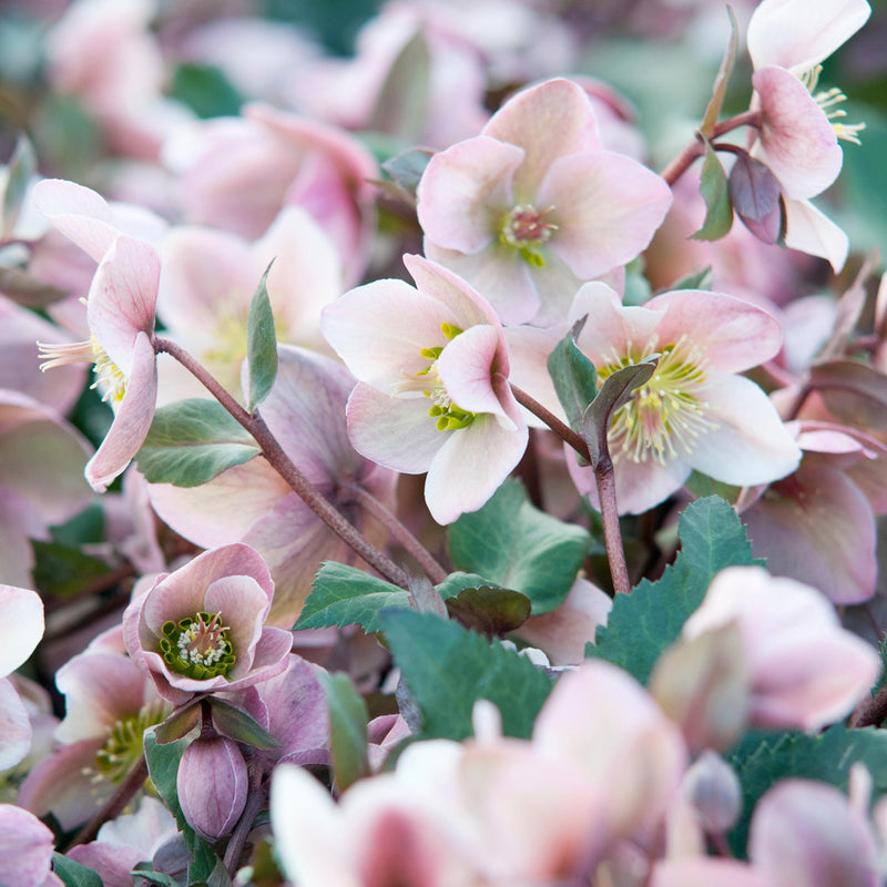Helleborus 'Pirouette' | Lenten Rose (2 Litre)