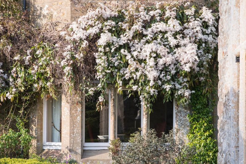 Clematis armandii 'Snowdrift' (2 Litre)