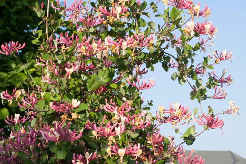Lonicera Japonica 'Red World' Pot (2.25 Litre)