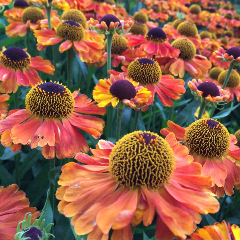Helenium 'Mardi Gras' 