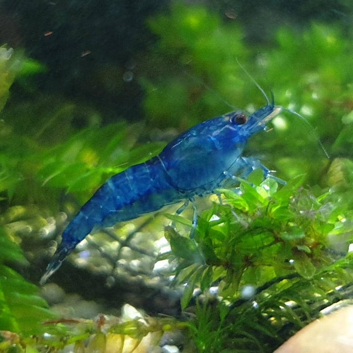 Blue Cherry Shrimp (M)
