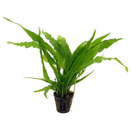 Microsorum Pteropus Java Fern