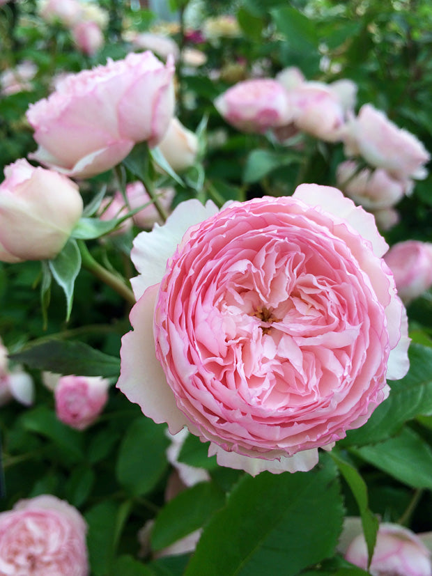 The Mill on the Floss David Austin Fragrant Rose (6 Litre)