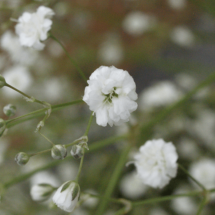 Gypsophila paniculata 'White Festival' | Baby's Breath (2 Litre)