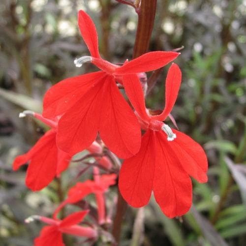 Lobelia Cardinalis | Queen Victoria (2 Litre)