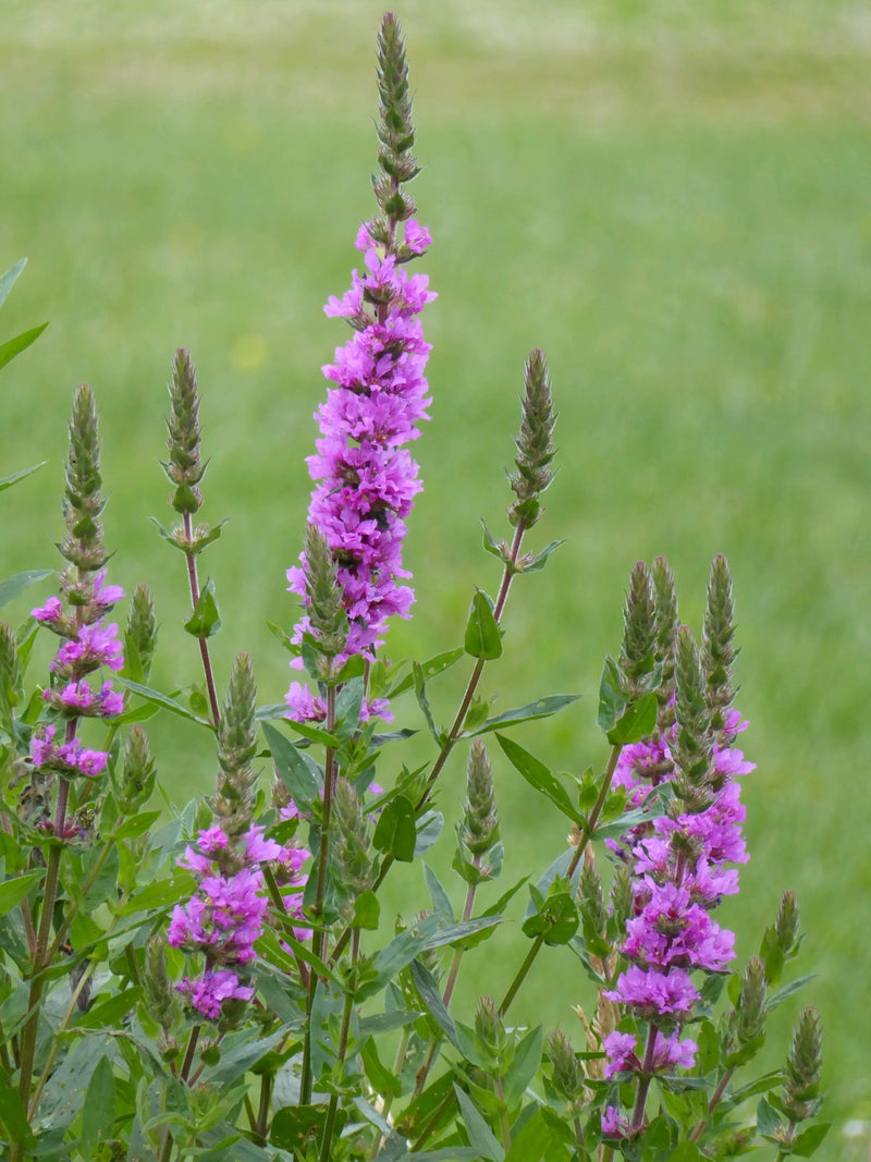 Lythrum salicaria 'Robin' | Purple Loosestrife (2 Litre)