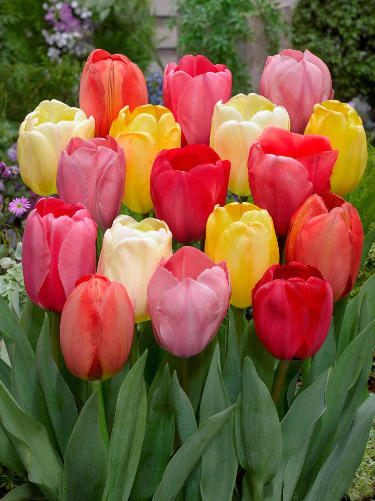 Tulips Mixed Singles (10 Pack)