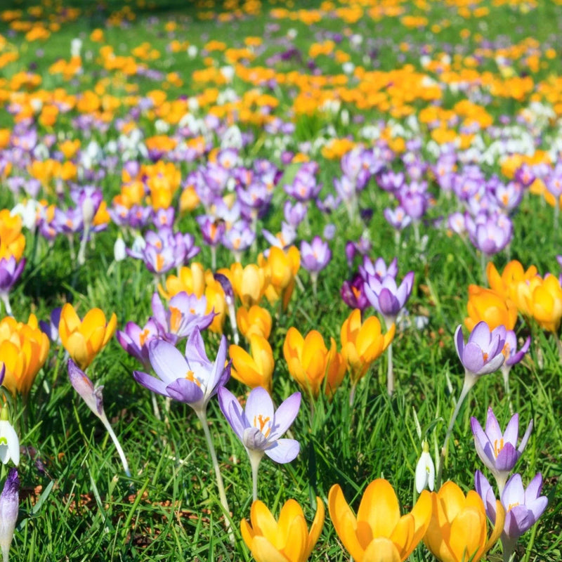 Crocus Mixed (30 Pack)
