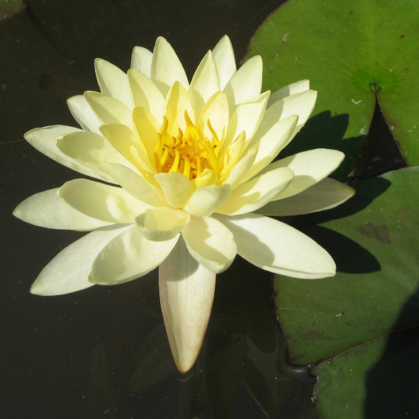Nymphaea 'Moorei' / P11