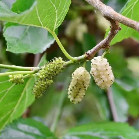 White Mulberry | Morus Alba 'Macrophylla' (Single Cane | 2 Litre)