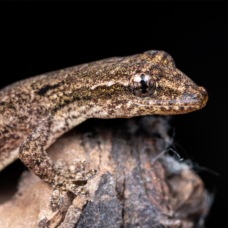 Gecko Mourning